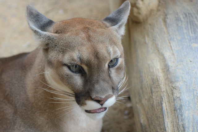 ２０１３年８月　とくしま動物園　その１_a0052986_7261248.jpg