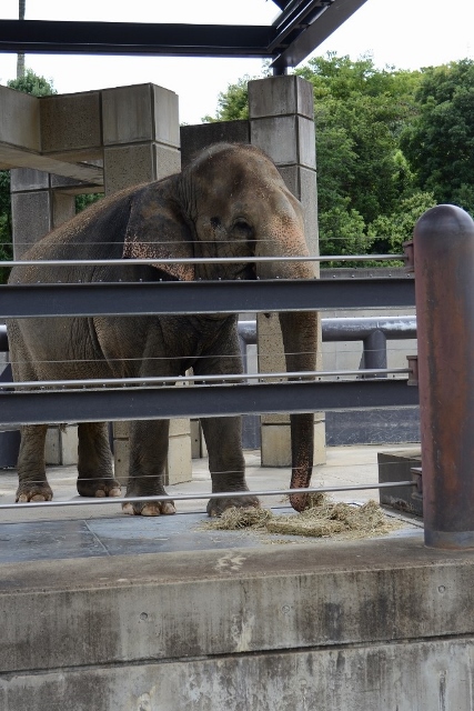 ２０１３年８月　とくしま動物園　その１_a0052986_7271161.jpg