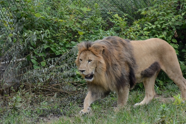 ２０１３年８月　とくしま動物園　その１_a0052986_732845.jpg