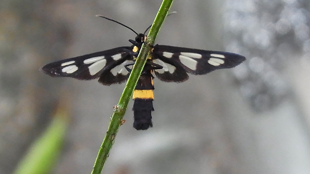 a0152692_17551873.jpg