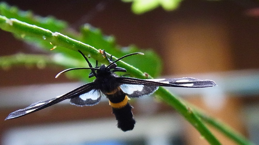 a0152692_17553382.jpg
