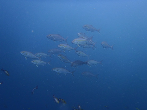 e0115199_2027440.jpg