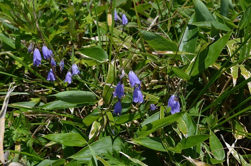 a0275900_8274116.jpg