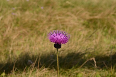 a0275900_8291143.jpg