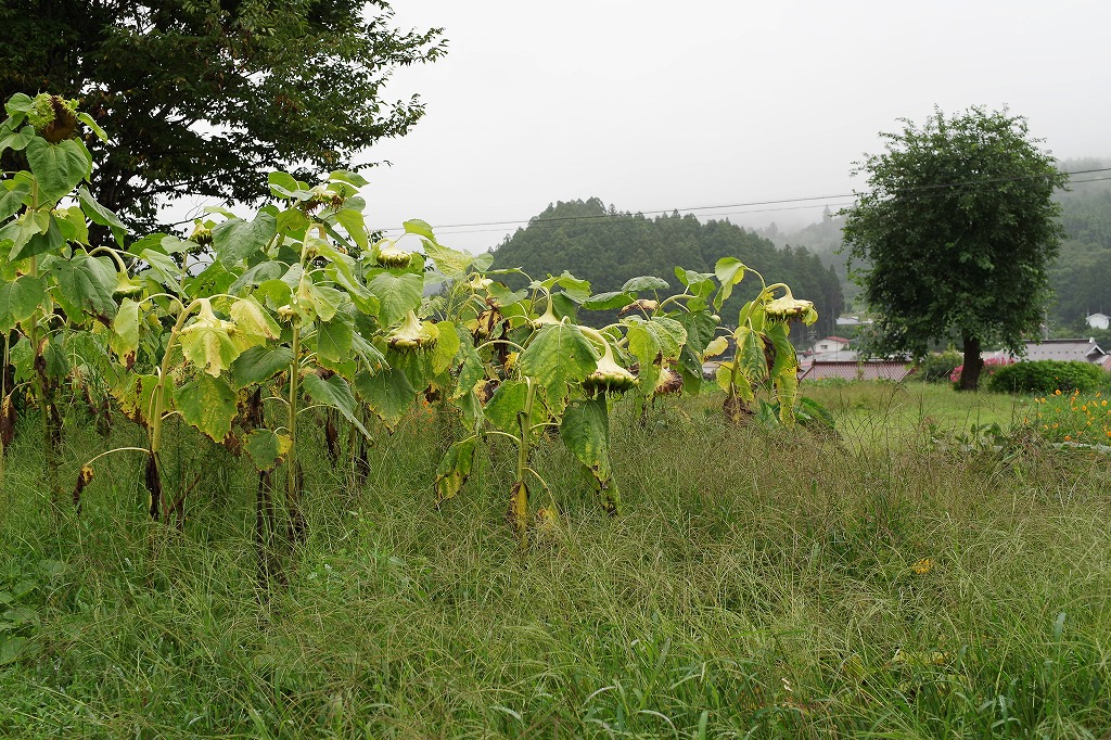 f0138305_20123683.jpg