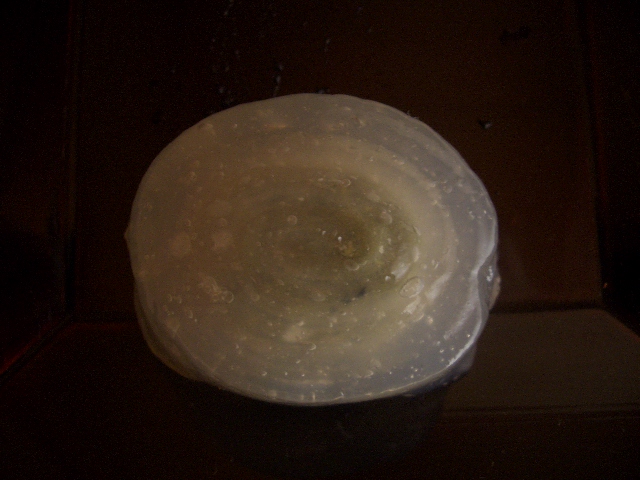 水藻_a0056406_11153016.jpg