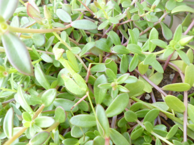 e0131506_11481983.jpg