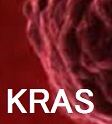 ファーストラインで白金製剤を使用する非小細胞肺癌において、KRAS遺伝子変異は予後不良因子ではない_e0156318_15424893.jpg