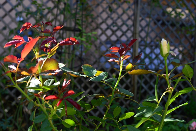 d0096422_8402676.jpg