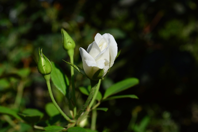 d0096422_8411412.jpg