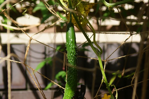 f0170524_14565377.jpg