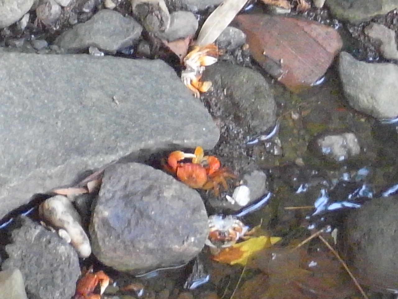 日本の夏休み　伊豆編（１）白浜神社_c0181142_634327.jpg