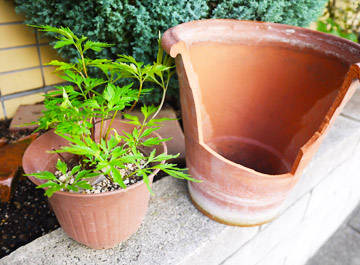 割れた植木鉢の再利用 その１ 花とテーブルblog