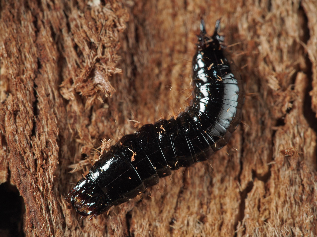 甲虫の黒い幼虫 ７４３５ 小さき者たちの世界