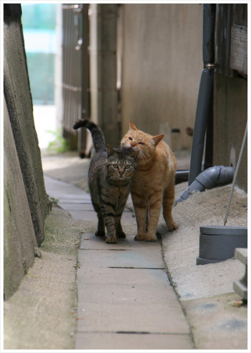 玄界灘に浮かぶ猫島より～　「仲良しさん」_a0317955_20292269.jpg