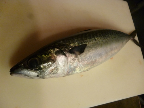 サバ~_e0252966_1382782.jpg