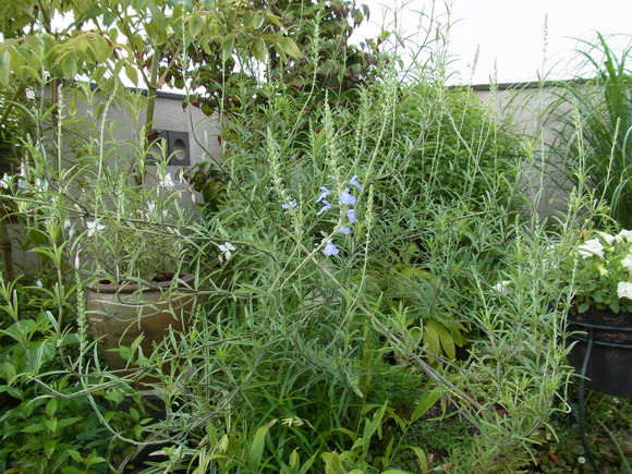 b0194267_22311438.jpg
