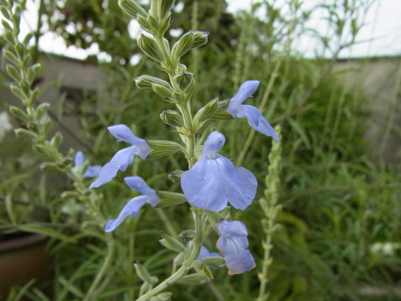 b0194267_22333773.jpg