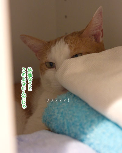 a0119470_23223.jpg