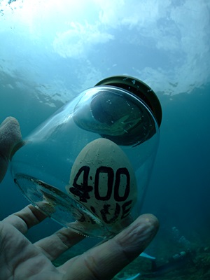 「祝!400ダイブ!!」_b0033573_16583973.jpg