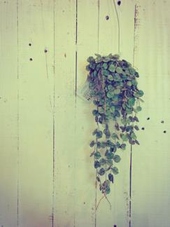 おはなと植物_b0209477_17383537.jpg