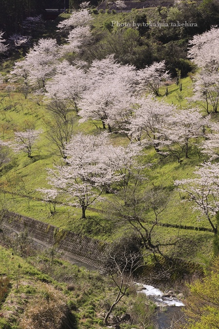 酒谷ダムの桜_e0186477_11202677.jpg