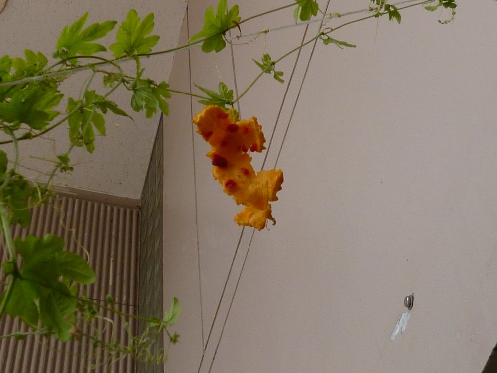 ゴーヤの花?_e0065084_20575769.jpg