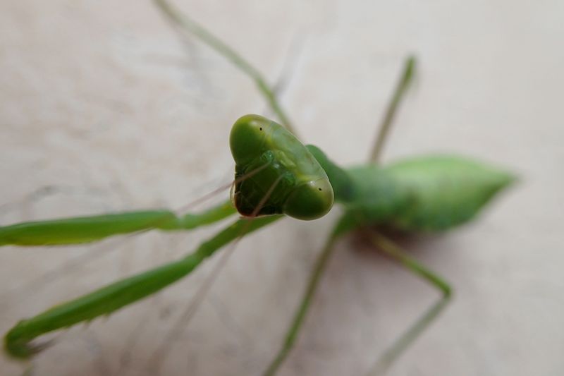 F3号 鶏とカマキリ オープニング 大放出セール - educativaosasco.com.br