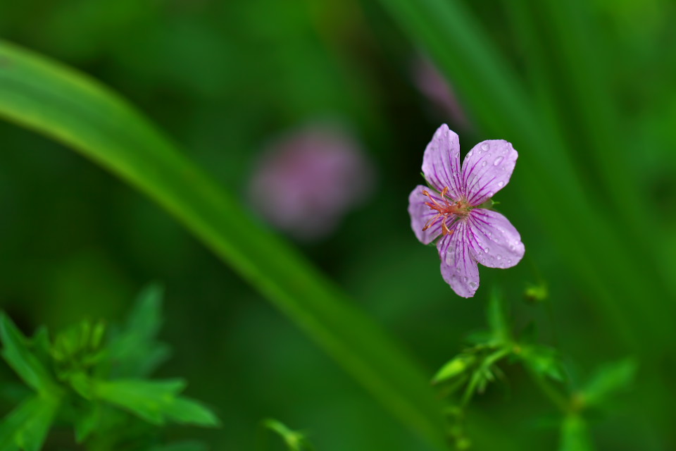 紫の小花_d0248494_21112162.jpg