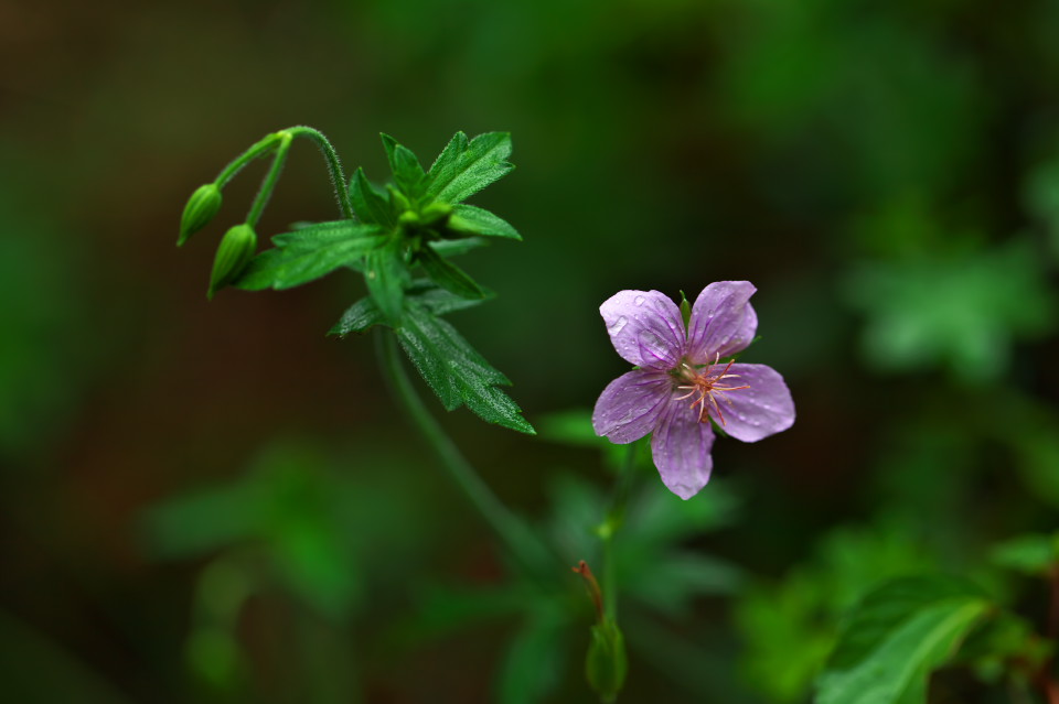 紫の小花_d0248494_21113014.jpg