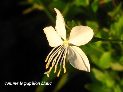 夏の終わりの可憐な花たち 花が教えてくれたこと