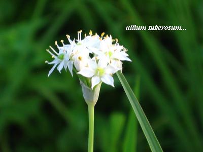 夏の終わりの可憐な花たち 花が教えてくれたこと 夏の終わりの可憐な花たち 花が教えてくれたこと