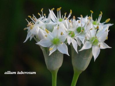 夏の終わりの可憐な花たち・・・☆_c0098807_20211116.jpg