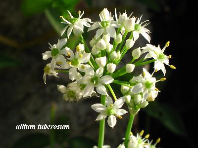 夏の終わりの可憐な花たち・・・☆_c0098807_2073699.jpg