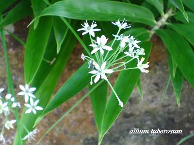 夏の終わりの可憐な花たち・・・☆_c0098807_2093832.jpg
