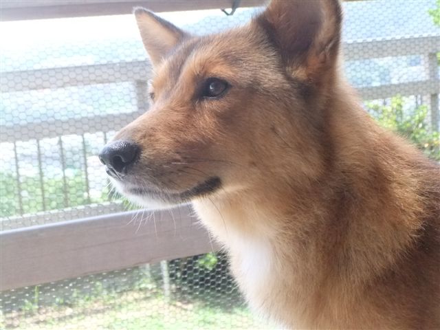 ギブソン君のその後&正式譲渡♪♪_f0121712_16441469.jpg