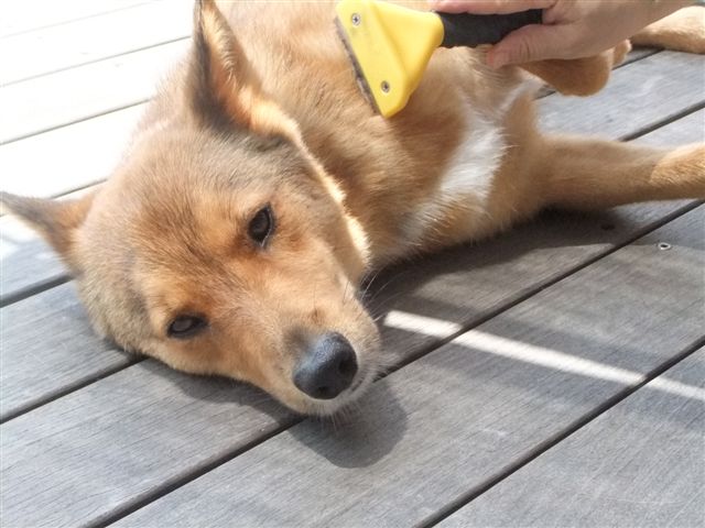 ギブソン君のその後&正式譲渡♪♪_f0121712_1644230.jpg