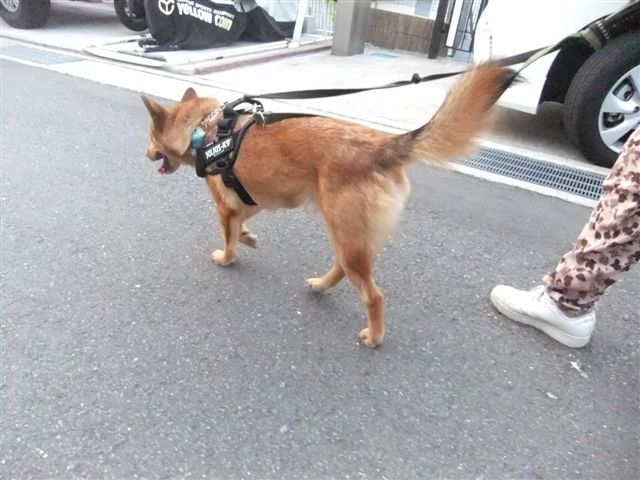 ギブソン君のその後&正式譲渡♪♪_f0121712_16443119.jpg