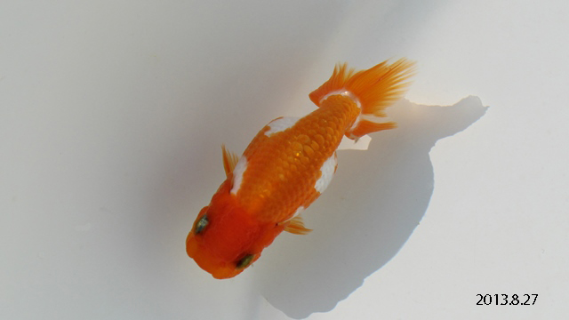 c0162817_15381118.jpg