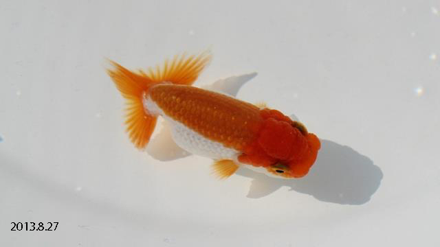 c0162817_15385490.jpg