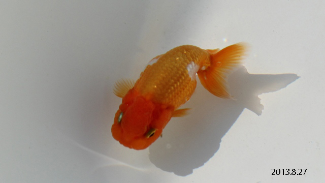 c0162817_15393755.jpg