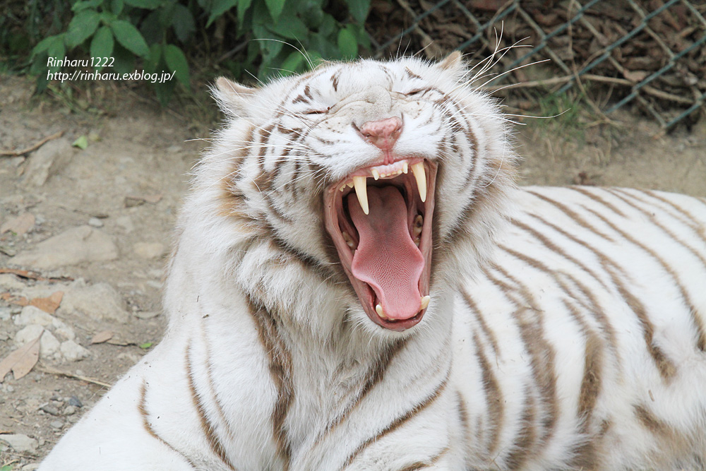 2013.5.28 群馬サファリ☆ホワイトタイガーのユファとソソノ 【White tiger】_f0250322_21444569.jpg