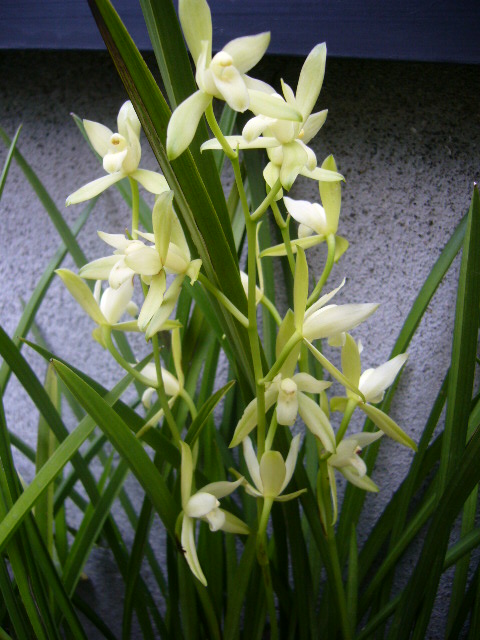 d0000324_10162567.jpg