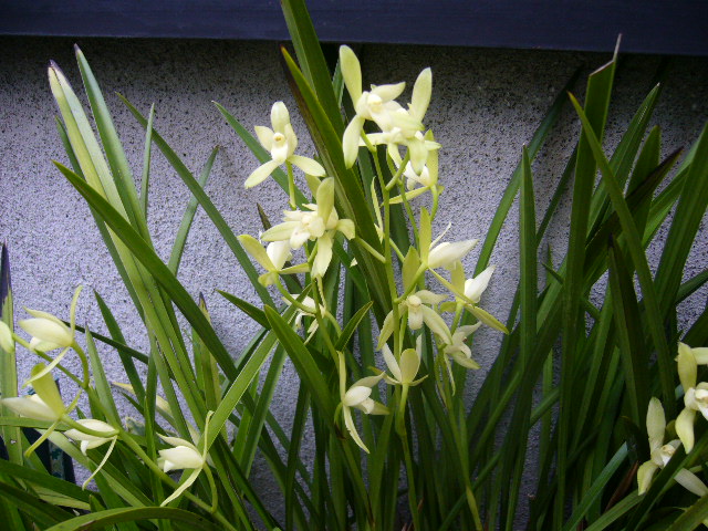 d0000324_10164353.jpg