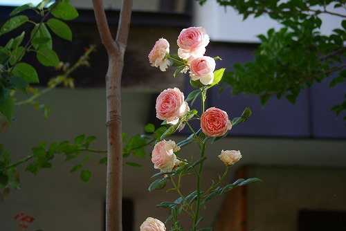 f0170524_18415080.jpg