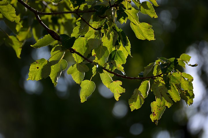 2013年9月7日　晩夏のショッピングストリート_b0134829_20562160.jpg