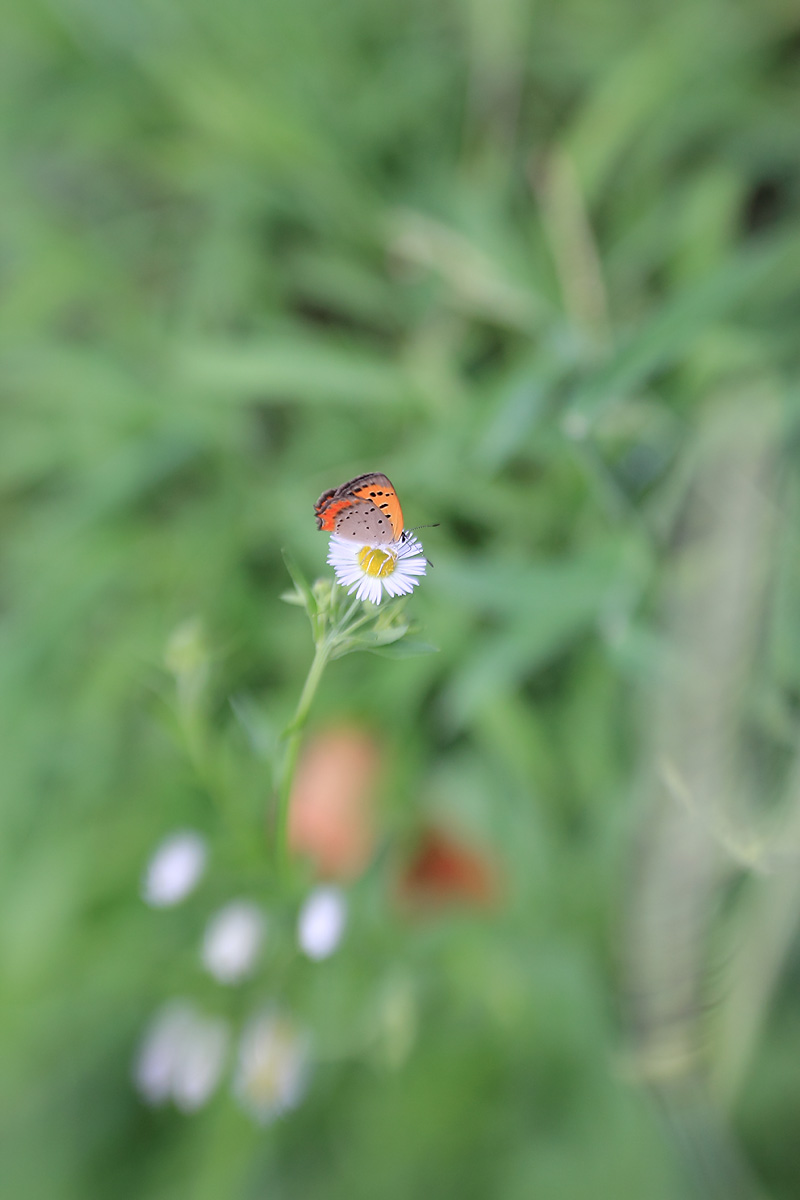 レンズベビーで虫たち_b0222029_8182834.jpg