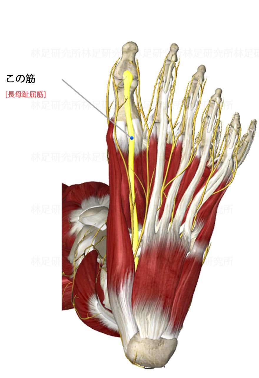 足の裏の筋肉を、_a0077134_16071.jpg