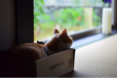 やっぱりAmazon_a0317137_1413513.jpg