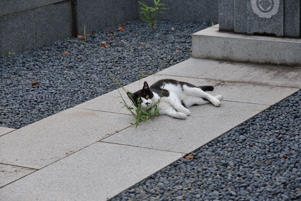 8月25日─峰松、チョビ髭_e0293448_19584530.jpg